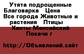 Утята подрощенные Благоварка › Цена ­ 100 - Все города Животные и растения » Птицы   . Ханты-Мансийский,Покачи г.